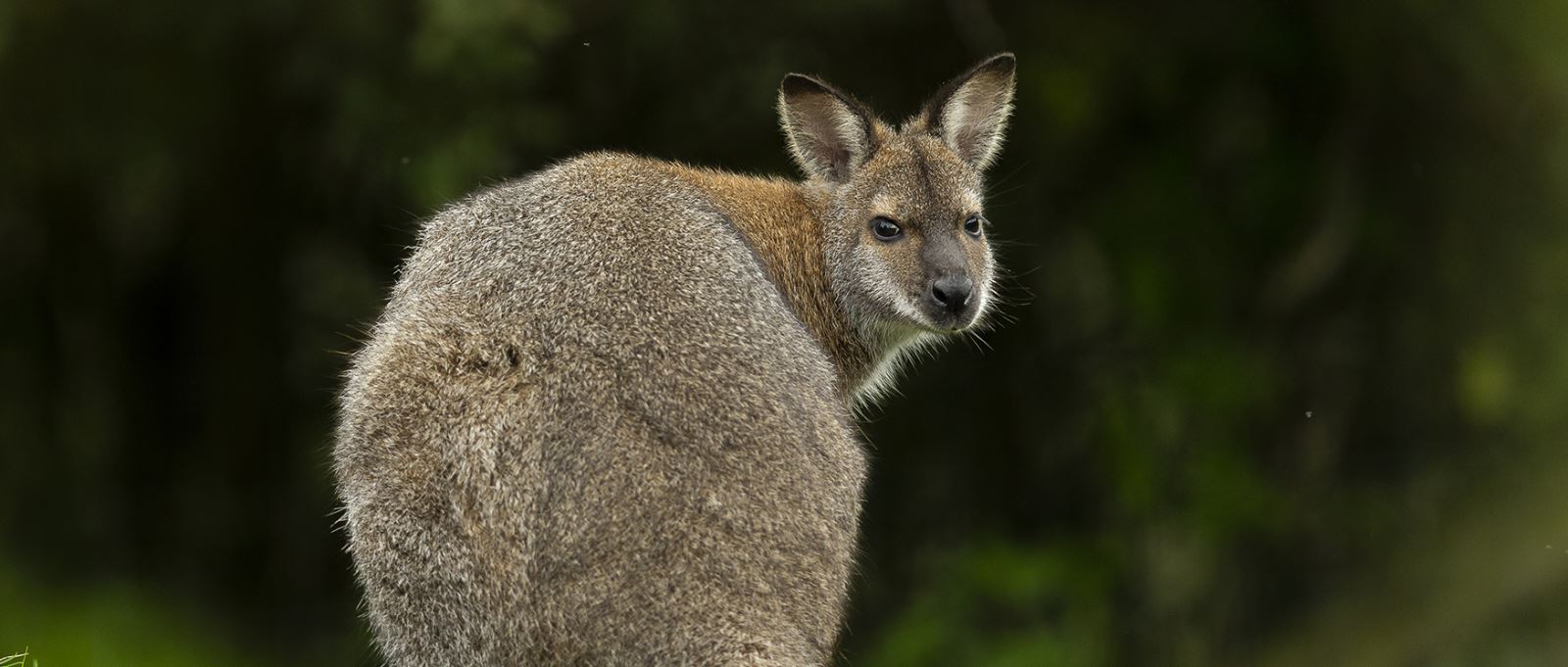 Wallaby, Marwell Zoo, Hampshire